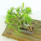 盆栽 松 赤松 樹高 約14cm あかまつ Pinus densiflora アカマツ red pine マツ科 常緑樹 観賞用 小品 h1134875042