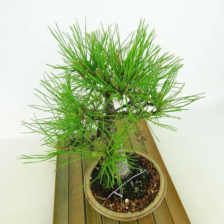 盆栽 松 赤松 樹高 約20cm あかまつ Pinus densiflora アカマツ red pine マツ科 常緑樹 観賞用 小品 b1134877702