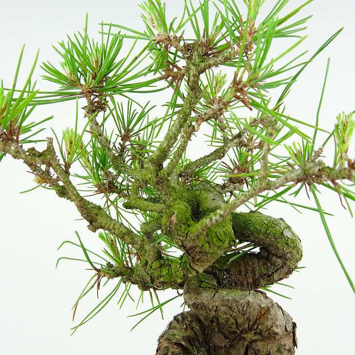 盆栽 松 赤松 樹高 約14cm あかまつ Pinus densiflora アカマツ red pine マツ科 常緑樹 観賞用 小品 h1134875042