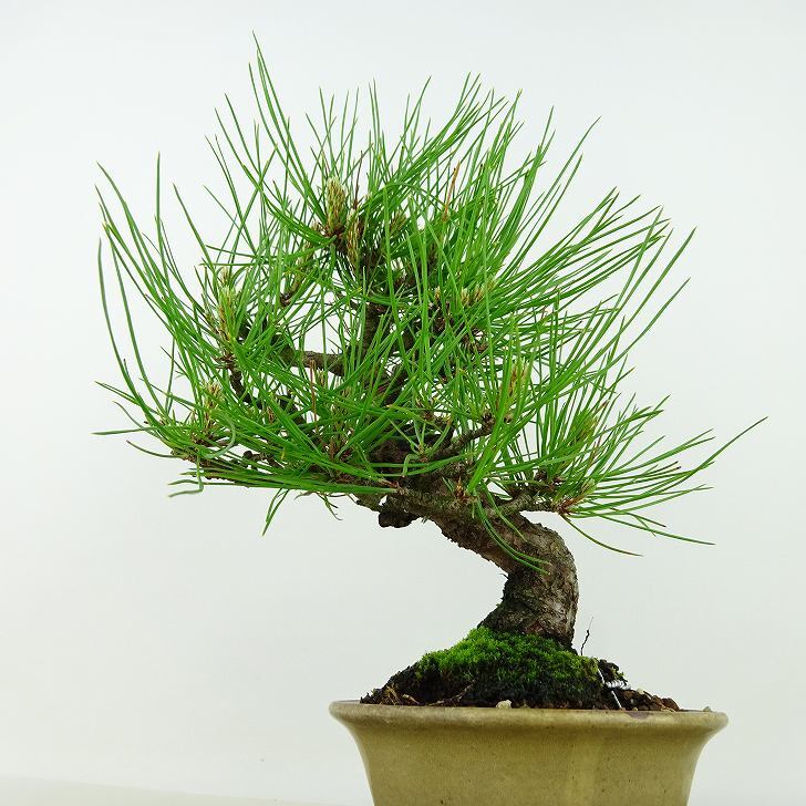 盆栽 松 赤松 樹高 約20cm あかまつ Pinus densiflora アカマツ red pine マツ科 常緑樹 観賞用 小品 b1134877702