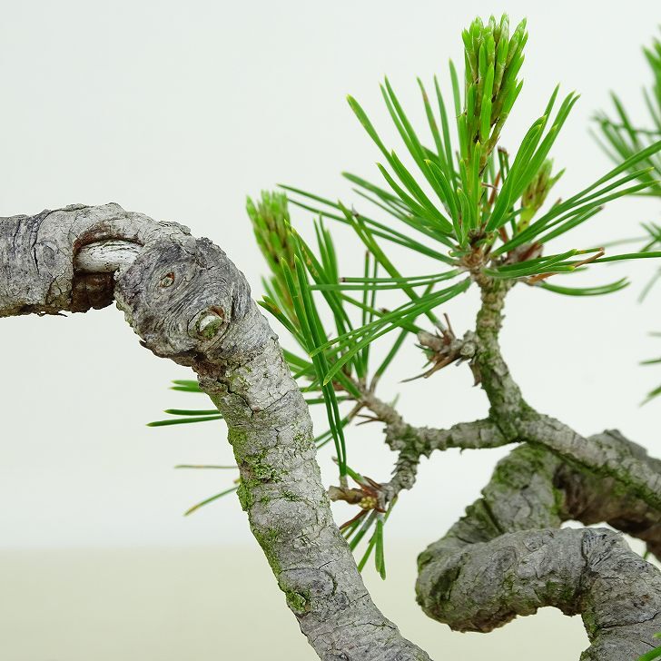 盆栽 松 赤松 樹高 上下 約9cm あかまつ Pinus densiflora アカマツ red pine マツ科 常緑樹 観賞用 小品 h1134874946