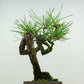 盆栽 松 赤松 樹高 約20cm あかまつ Pinus densiflora アカマツ red pine マツ科 常緑樹 観賞用 小品 1134858493