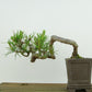 盆栽 松 赤松 樹高 上下 約9cm あかまつ Pinus densiflora アカマツ red pine マツ科 常緑樹 観賞用 小品 h1134874946