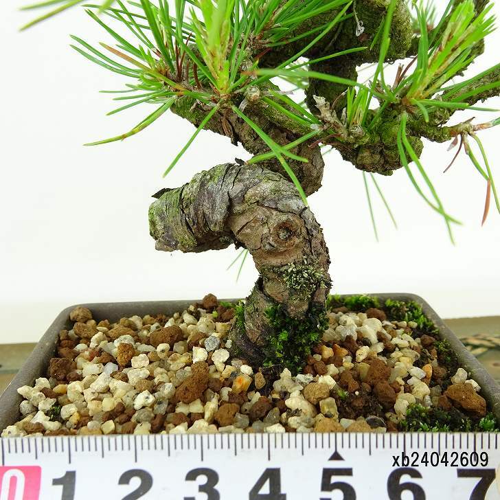 盆栽 松 赤松 樹高 約14cm あかまつ Pinus densiflora アカマツ red pine マツ科 常緑樹 観賞用 小品 h1134875042