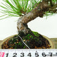 盆栽 松 赤松 樹高 約20cm あかまつ Pinus densiflora アカマツ red pine マツ科 常緑樹 観賞用 小品 b1134877702