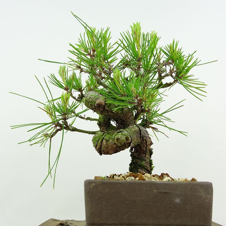 盆栽 松 赤松 樹高 約14cm あかまつ Pinus densiflora アカマツ red pine マツ科 常緑樹 観賞用 小品 h1134875042