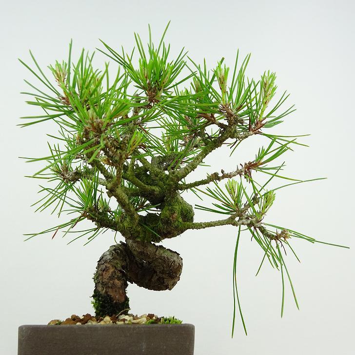 盆栽 松 赤松 樹高 約14cm あかまつ Pinus densiflora アカマツ red pine マツ科 常緑樹 観賞用 小品 h1134875042