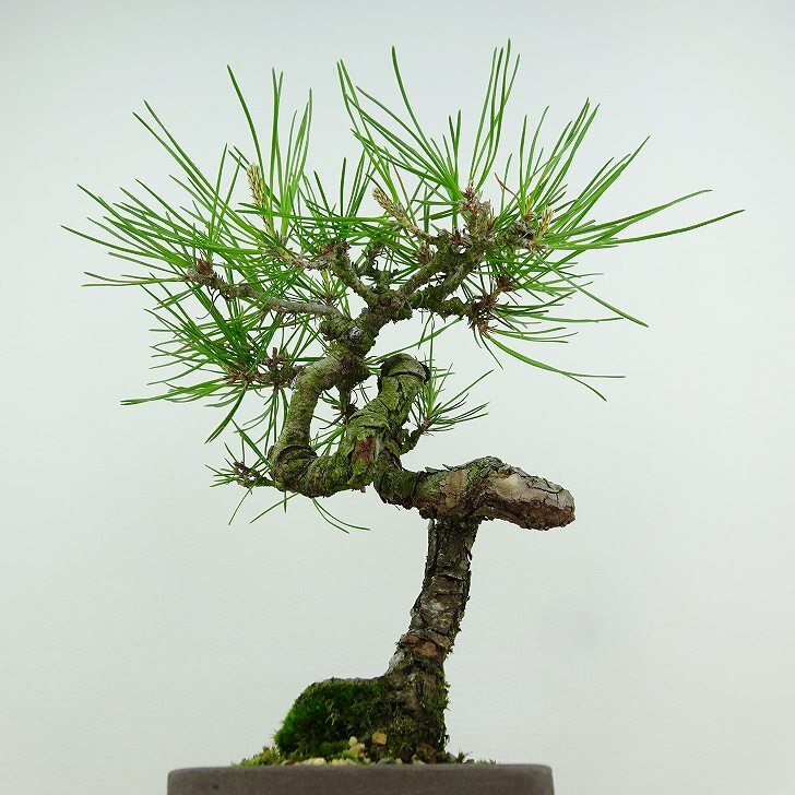 盆栽 松 赤松 樹高 約20cm あかまつ Pinus densiflora アカマツ red pine マツ科 常緑樹 観賞用 小品 1134858493