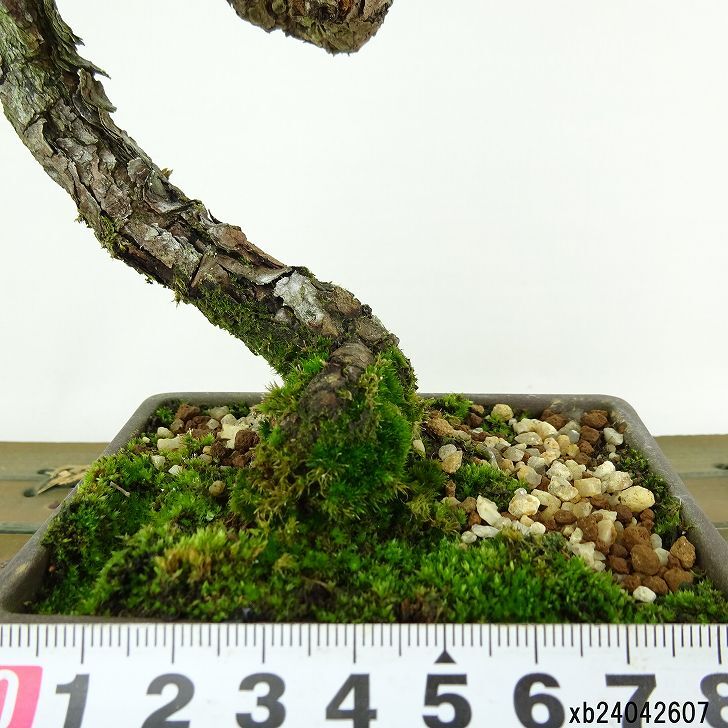 盆栽 松 赤松 樹高 約20cm あかまつ Pinus densiflora アカマツ red pine マツ科 常緑樹 観賞用 小品 1134858493