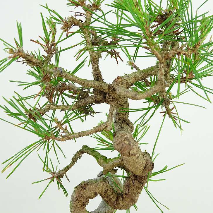 盆栽 松 赤松 樹高 上下 約9cm あかまつ Pinus densiflora アカマツ red pine マツ科 常緑樹 観賞用 小品 h1134874946