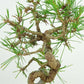 盆栽 松 赤松 樹高 上下 約9cm あかまつ Pinus densiflora アカマツ red pine マツ科 常緑樹 観賞用 小品 h1134874946