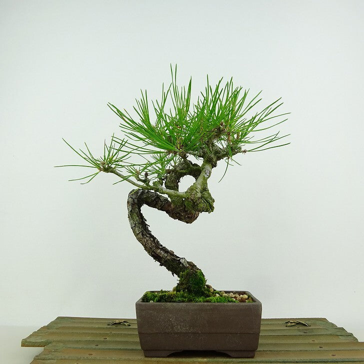 盆栽 松 赤松 樹高 約20cm あかまつ Pinus densiflora アカマツ red pine マツ科 常緑樹 観賞用 小品 1134858493