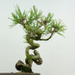 盆栽 松 赤松 樹高 約18cm あかまつ Pinus densiflora アカマツ red pine マツ科 常緑樹 観賞用 小品 u1134877229