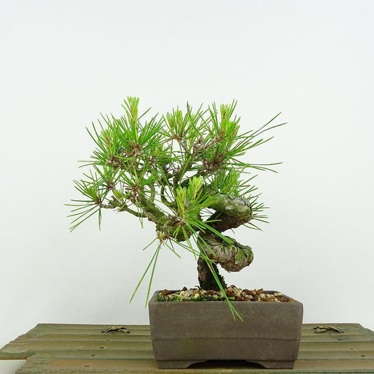 盆栽 松 赤松 樹高 約14cm あかまつ Pinus densiflora アカマツ red pine マツ科 常緑樹 観賞用 小品 h1134875042