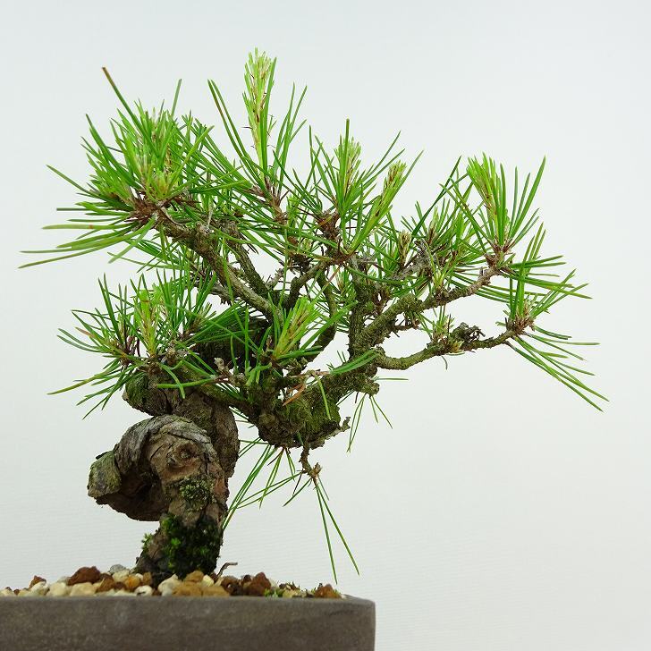 盆栽 松 赤松 樹高 約14cm あかまつ Pinus densiflora アカマツ red pine マツ科 常緑樹 観賞用 小品 h1134875042