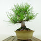 盆栽 松 赤松 樹高 約20cm あかまつ Pinus densiflora アカマツ red pine マツ科 常緑樹 観賞用 小品 b1134877702