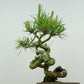 盆栽 松 赤松 樹高 約18cm あかまつ Pinus densiflora アカマツ red pine マツ科 常緑樹 観賞用 小品 u1134877229