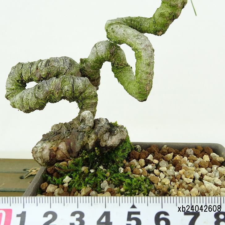 盆栽 松 赤松 樹高 約18cm あかまつ Pinus densiflora アカマツ red pine マツ科 常緑樹 観賞用 小品 u1134877229