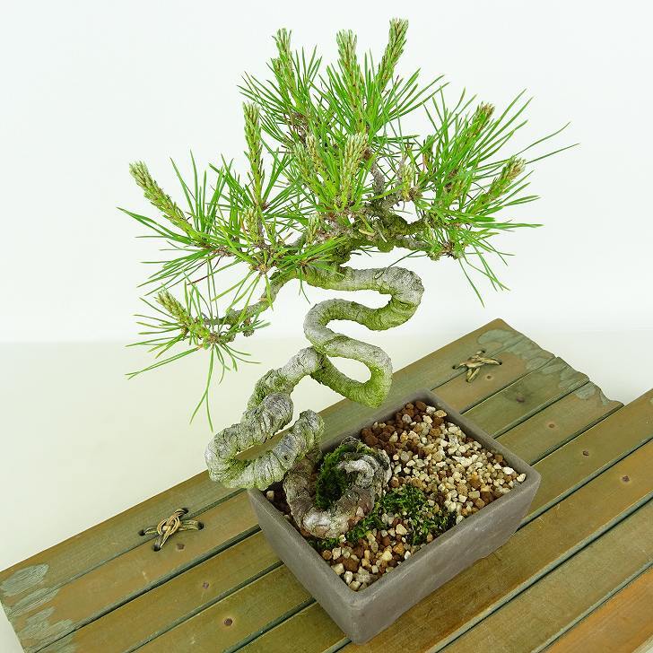 盆栽 松 赤松 樹高 約18cm あかまつ Pinus densiflora アカマツ red pine マツ科 常緑樹 観賞用 小品 u1134877229