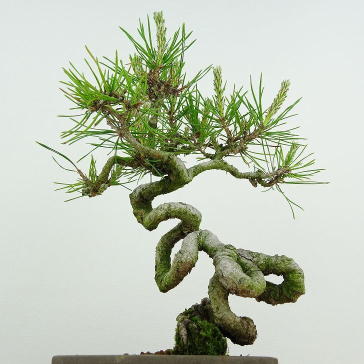 盆栽 松 赤松 樹高 約18cm あかまつ Pinus densiflora アカマツ red pine マツ科 常緑樹 観賞用 小品 u1134877229