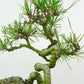 盆栽 松 赤松 樹高 約18cm あかまつ Pinus densiflora アカマツ red pine マツ科 常緑樹 観賞用 小品 u1134877229