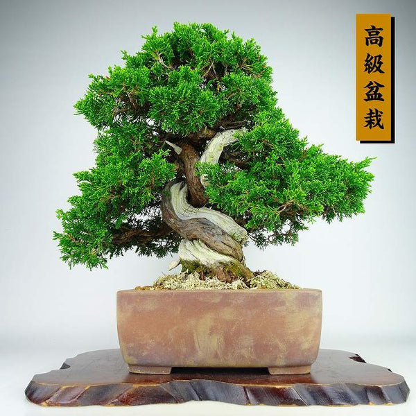 盆栽 真柏 樹高 約35cm しんぱく 高級盆栽 Juniperus chinensis シンパク “ジン シャリ” ヒノキ科 常緑樹 観賞用 r1134854132