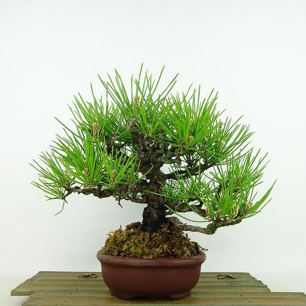 盆栽 松 黒松 樹高 約20cm くろまつ Pinus thunbergii クロマツ マツ科 常緑針葉樹 観賞用 小品 e1134889737