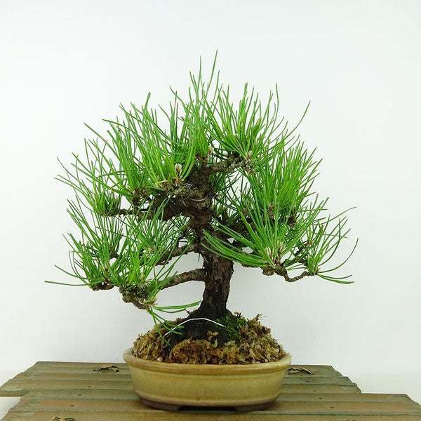 盆栽 松 黒松 樹高 約22cm くろまつ Pinus thunbergii クロマツ マツ科 常緑針葉樹 観賞用 c1134874586