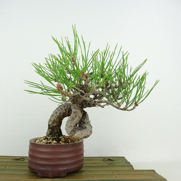 盆栽 松 黒松 樹高 約18cm くろまつ Pinus thunbergii クロマツ マツ科 常緑針葉樹 観賞用 小品 c1134880910