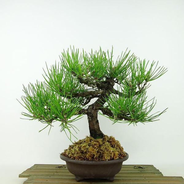 盆栽 松 黒松 樹高 約22cm くろまつ Pinus thunbergii クロマツ マツ科 常緑針葉樹 観賞用 k1134882812