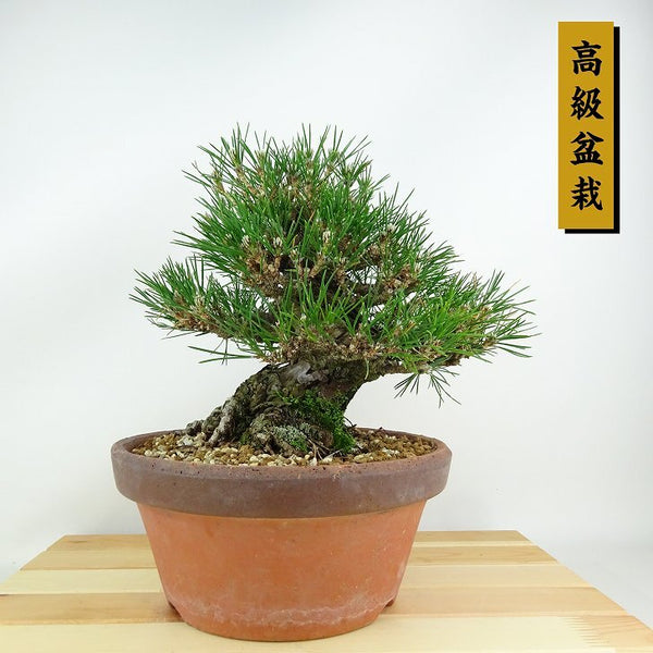 盆栽 松 黒松 樹高 約20cm くろまつ 高級盆栽 Pinus thunbergii クロマツ マツ科 常緑針葉樹 観賞用 小品 v1135031519