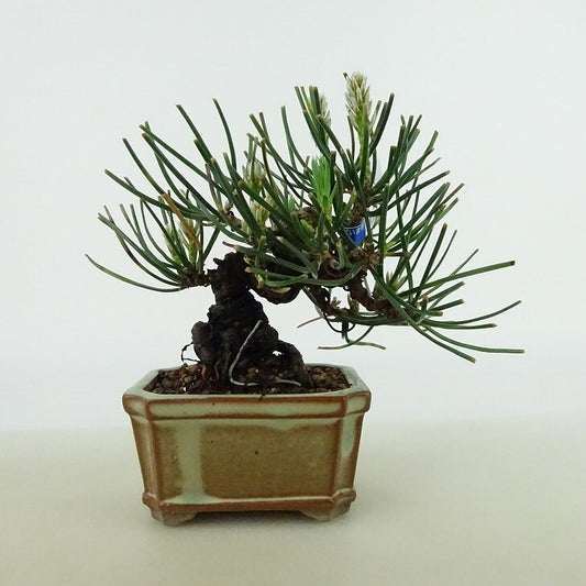 盆栽 松 黒松 ミニ盆栽 樹高 約10cm くろまつ Pinus thunbergii クロマツ マツ科 常緑針葉樹 観賞用 小品 m1135020573