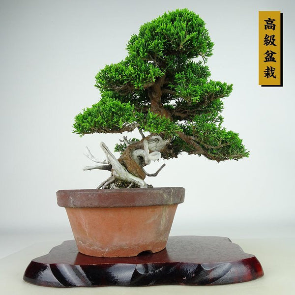 盆栽 真柏 樹高 約25cm しんぱく 高級盆栽 Juniperus chinensis シンパク “ジン シャリ” ヒノキ科 常緑樹 観賞用 1135022453