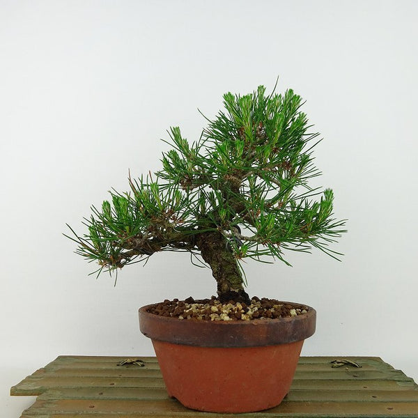 盆栽 松 赤松 樹高 約17cm あかまつ Pinus densiflora アカマツ red pine マツ科 常緑樹 観賞用 小品 v1135027238