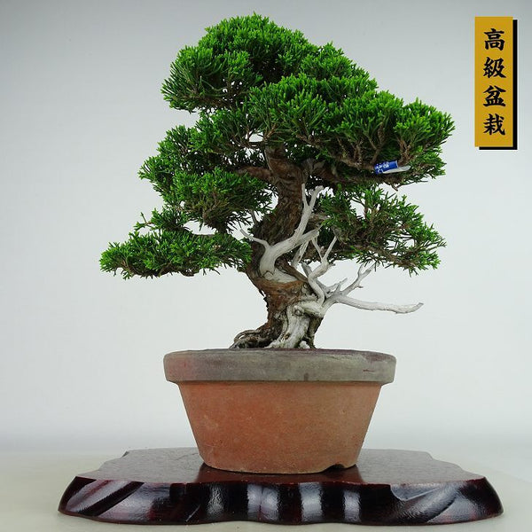 盆栽 真柏 樹高 約30cm しんぱく 高級盆栽 Juniperus chinensis シンパク “ジン シャリ” ヒノキ科 常緑樹 観賞用 r1135009730