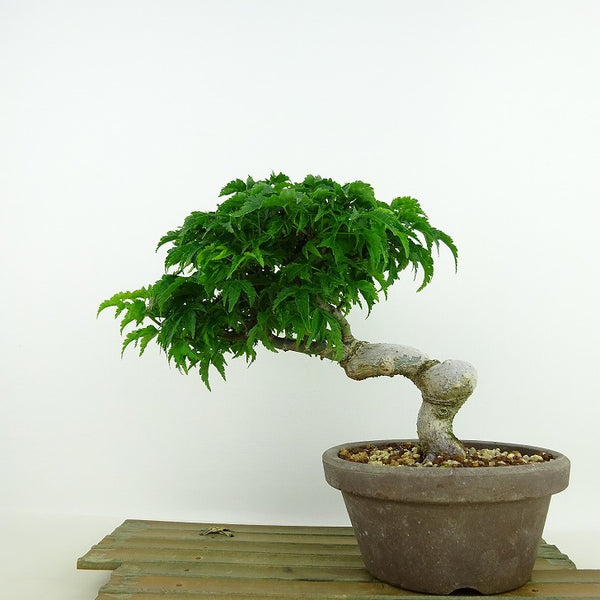 盆栽 紅葉 獅子頭 樹高 約16cm もみじ Acer palmatum モミジ エデ科 落葉樹 観賞用 小品 k1136176174