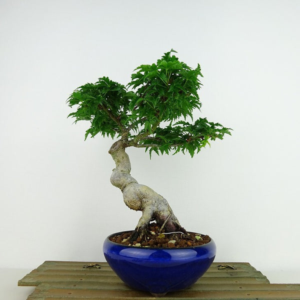 盆栽 紅葉 獅子頭 樹高 約20cm もみじ Acer palmatum モミジ シシガシラ カエデ科 落葉樹 観賞用 小品 d1136176875