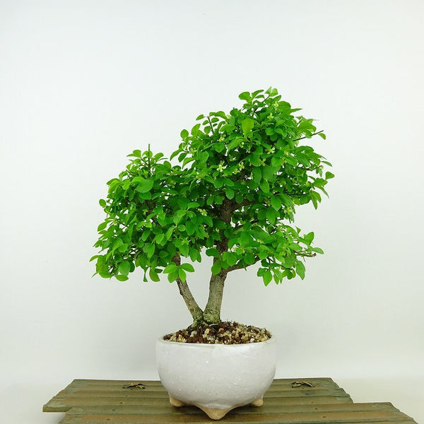 盆栽 こまゆみ 樹高 約22cm Euonymus alatus form ciliatodentatus コマユミ ニシキギ科 落葉広葉樹 観賞用 d1136190981