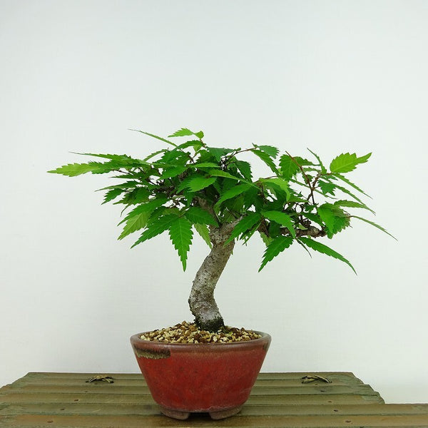 盆栽 欅 樹高 約14cm けやき Zelkova serrata ケヤキ 紅葉 ニレ科 ケヤキ属 落葉樹 観賞用 小品 c1136178284