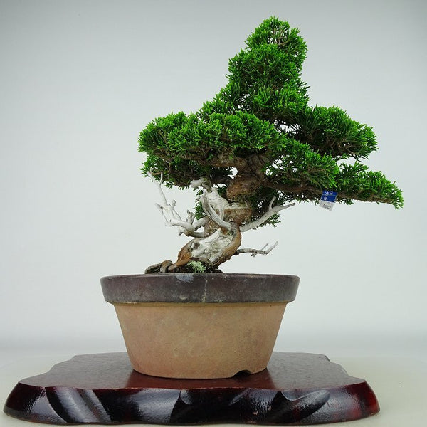 盆栽 真柏 樹高 約27cm しんぱく Juniperus chinensis シンパク “ジン シャリ” ヒノキ科 常緑樹 観賞用 t1136188174