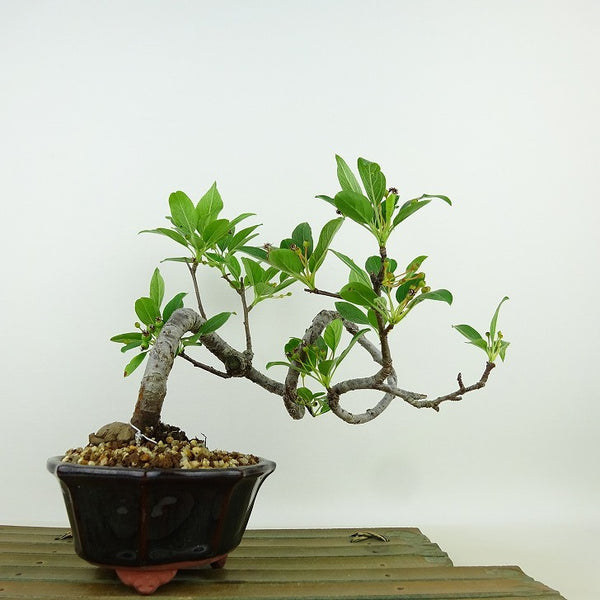 盆栽 深山 海棠 樹高 約18cm かいどう Malus micromalus カイドウ 花 バラ科 落葉樹 観賞用 小品