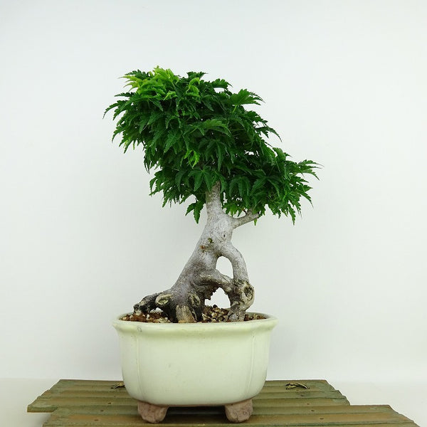 盆栽 紅葉 獅子頭 樹高 約23cm もみじ Acer palmatum モミジ エデ科 落葉樹 観賞用 d1136225272