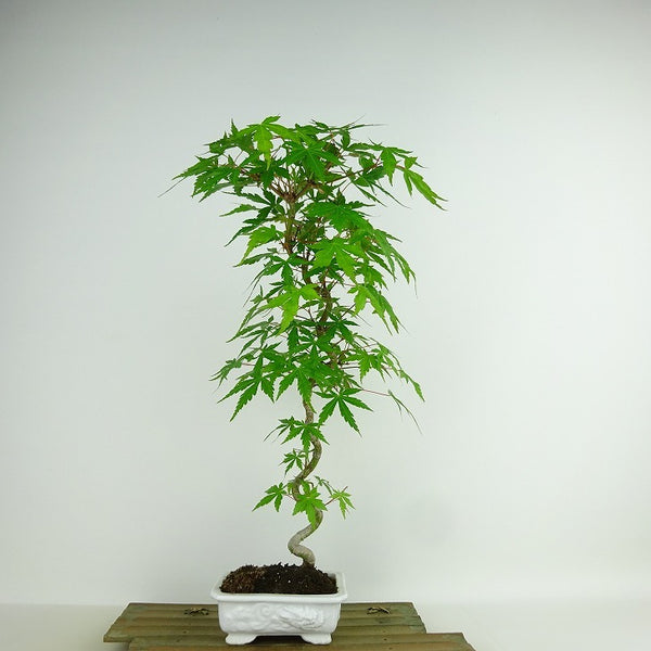 盆栽 紅葉 樹高 約40cm もみじ Acer palmatum モミジ カエデ科 落葉樹 観賞用