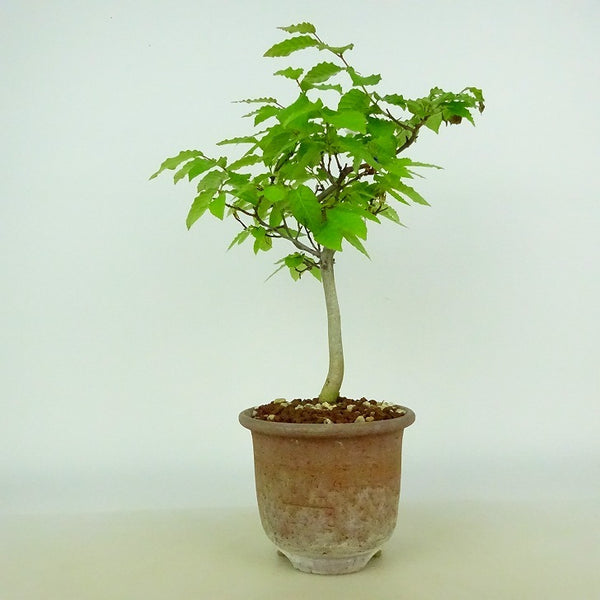 盆栽 山毛欅 ぶな 樹高 約28～30cm Fagus crenata ブナ ブナ科 落葉樹 観賞用 数量物 セレクト p1137111259