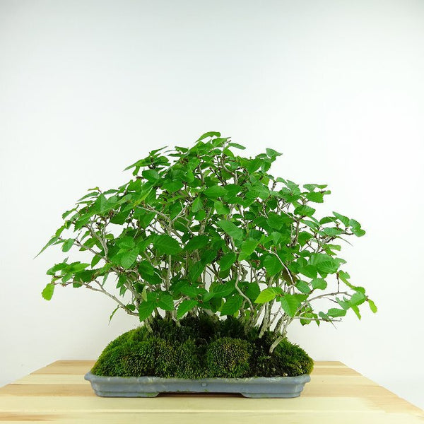 盆栽 岩四手 樹高 約24cm いわしで Carpinus turczaninovii イワシデ カバノキ科 落葉樹 観賞用 g1137117072