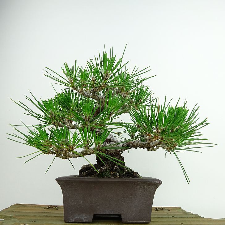 盆栽 面倒臭 松 黒松 樹高 約19cm くろまつ Pinus thunbergii クロマツ マツ科 常緑針葉樹