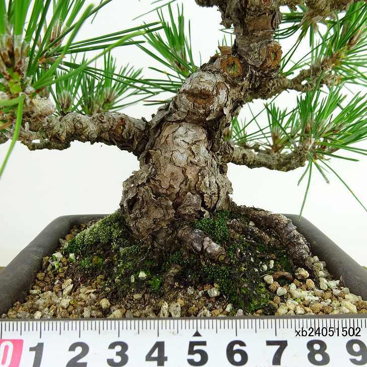 盆栽 松 黒松 樹高 約19cm くろまつ Pinus thunbergii クロマツ マツ科 常緑針葉樹 観賞用 小品 n1137702033