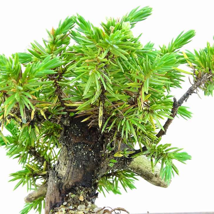 盆栽 松 杜松 樹高 約11cm としょう Juniperus rigida トショウ ヒノキ科 常緑針葉樹 観賞用 小品 p1137702242