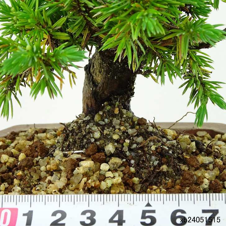 盆栽 松 杜松 樹高 約11cm としょう Juniperus rigida トショウ ヒノキ科 常緑針葉樹 観賞用 小品 p1137702242