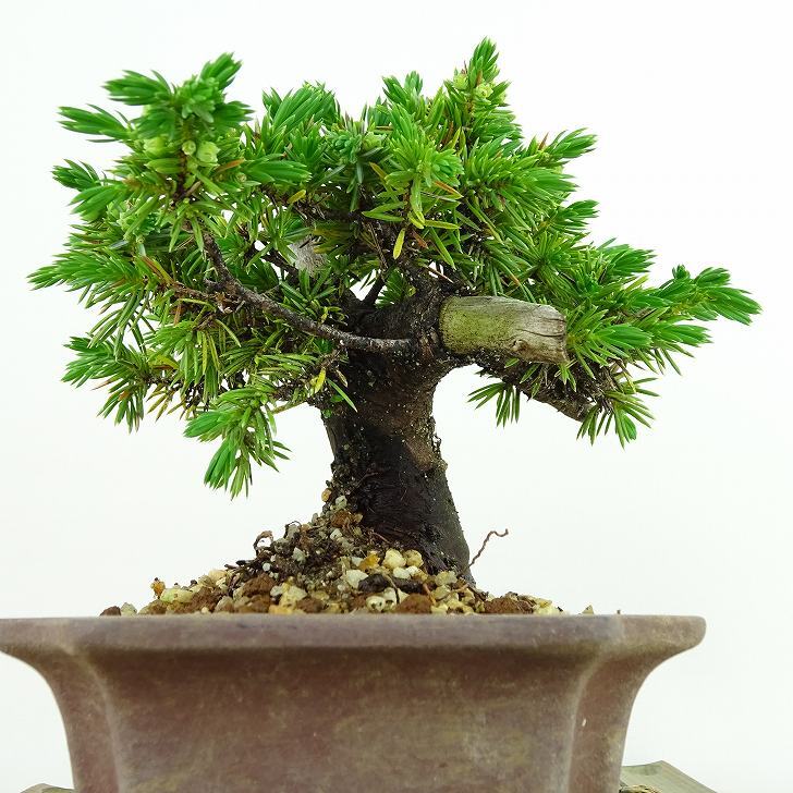 盆栽 松 杜松 樹高 約11cm としょう Juniperus rigida トショウ ヒノキ科 常緑針葉樹 観賞用 小品 p1137702242